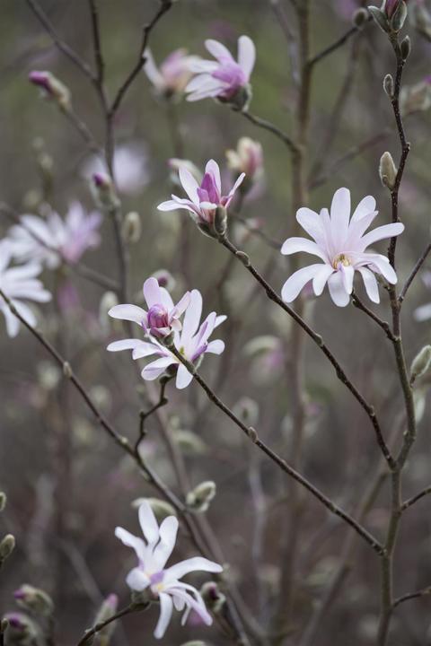Immagine prodotto Tulipano magnolia (80 cm)