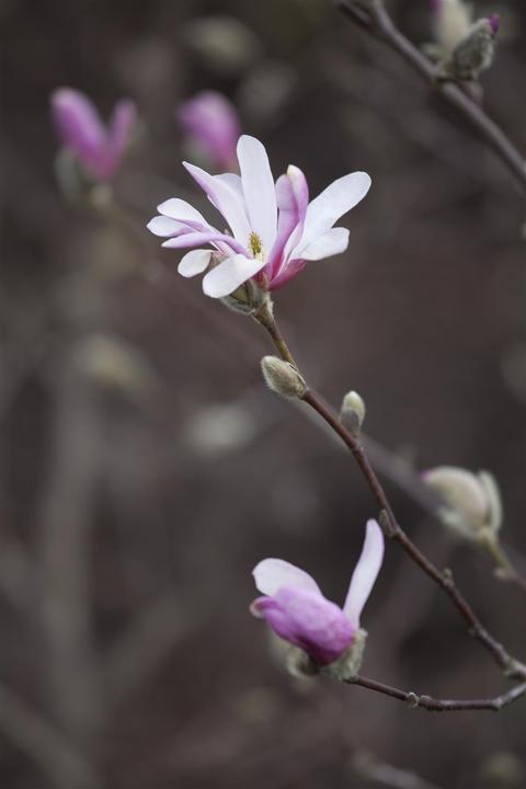 Immagine prodotto Tulipano magnolia (80 cm)