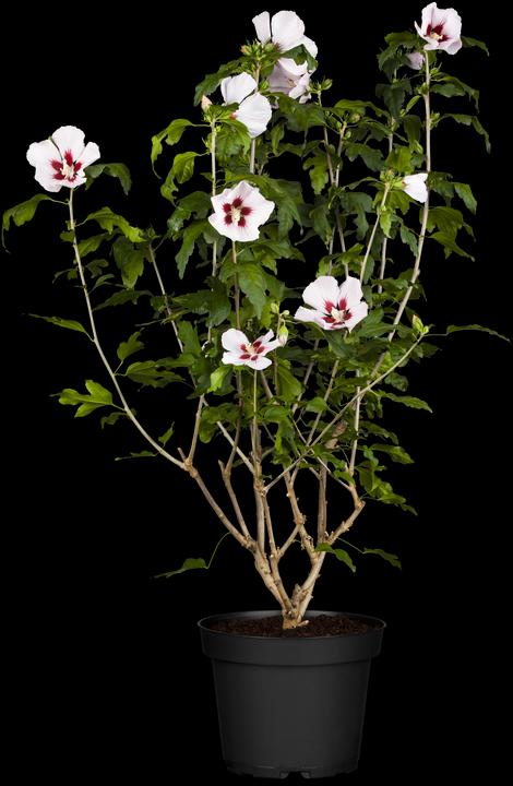 Produktbild Garteneibisch Hamabo (80 cm)