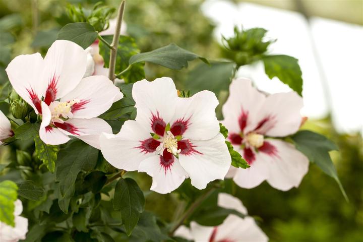 Produktbild Garteneibisch Hamabo (80 cm)