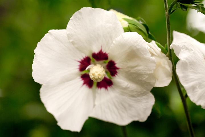 Produktbild Garteneibisch Hamabo (80 cm)
