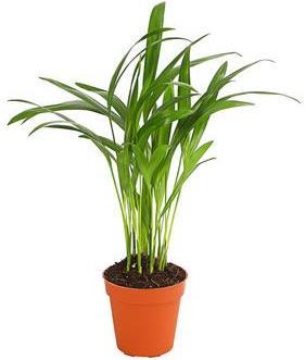 Areca- Palm (90 cm)
