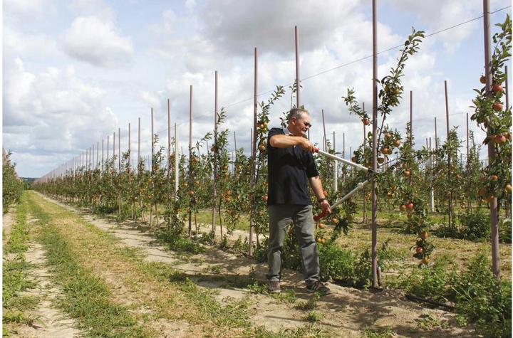 Produktbild Felco Baum-und Rebscheren