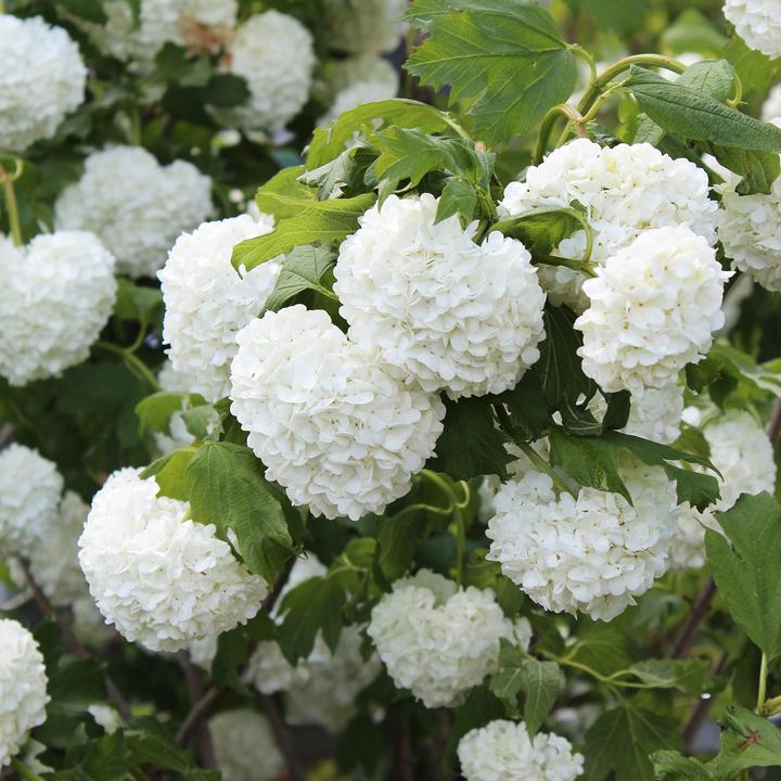 Image du produit Zulauf Gemeiner Schneeball / Viburnum opulus 'Roseum' (100 cm)