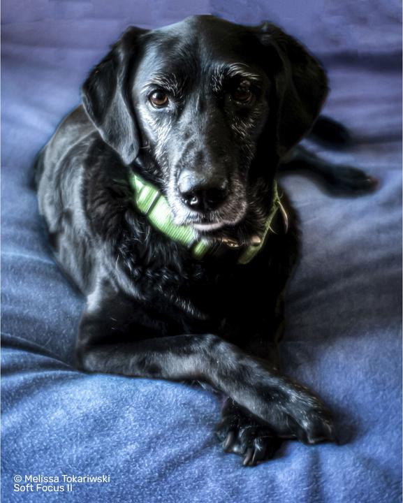 Produktbild Lensbaby Soft Focus II 50 Optic mit Anschluss Sony E (Sony E, APS-C / DX, Vollformat, Micro Four Thirds)
