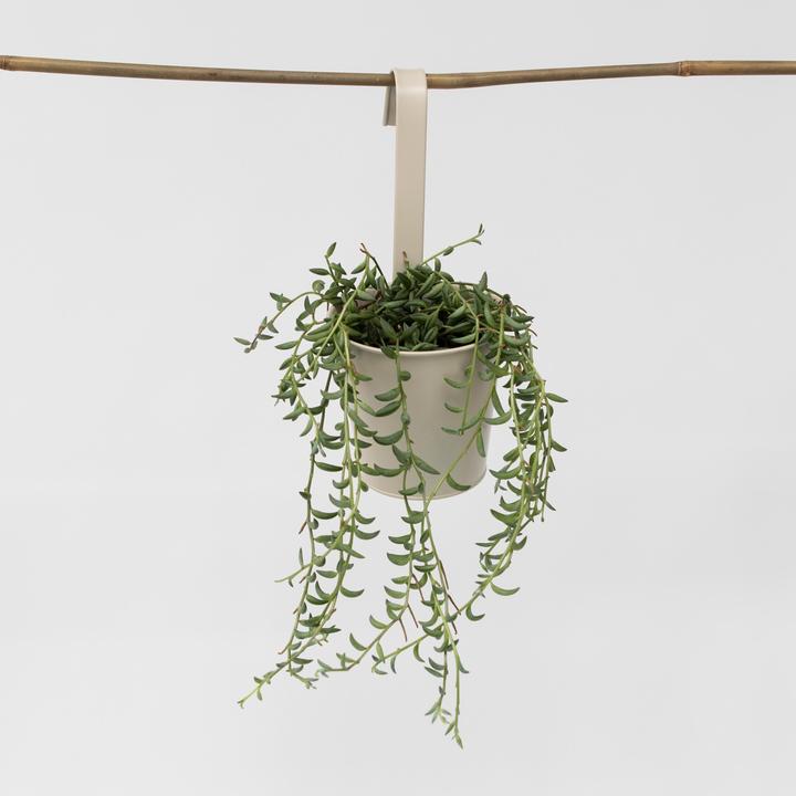 Image du produit Plant in a Box Senecio radicans - Senecio du bananier (10 cm)