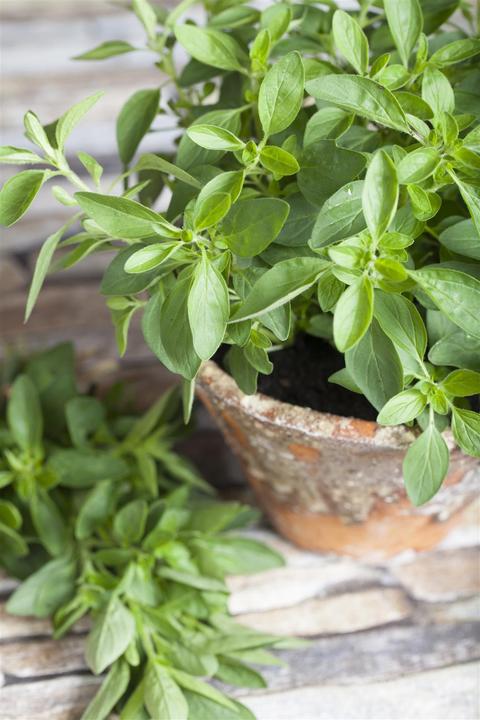 Actual product image Marjoram