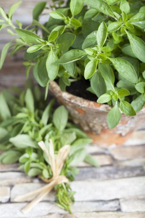 Actual product image Marjoram