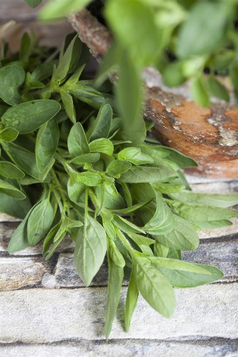 Actual product image Marjoram