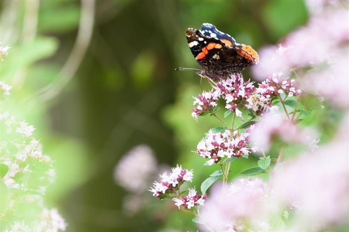 Actual product image Marjoram
