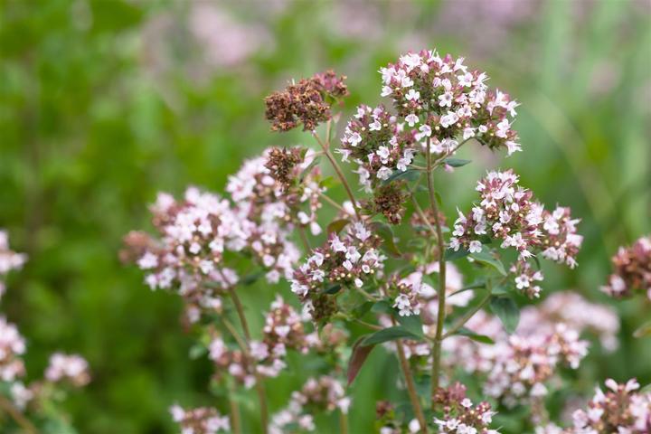 Actual product image Marjoram