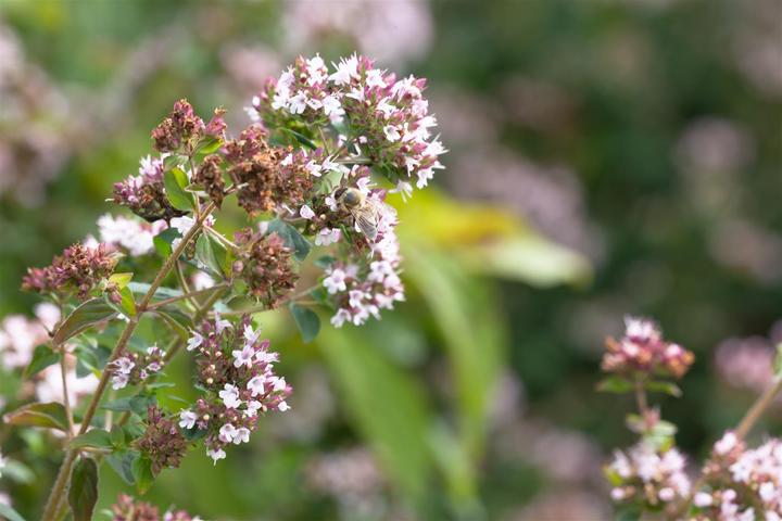 Actual product image Marjoram