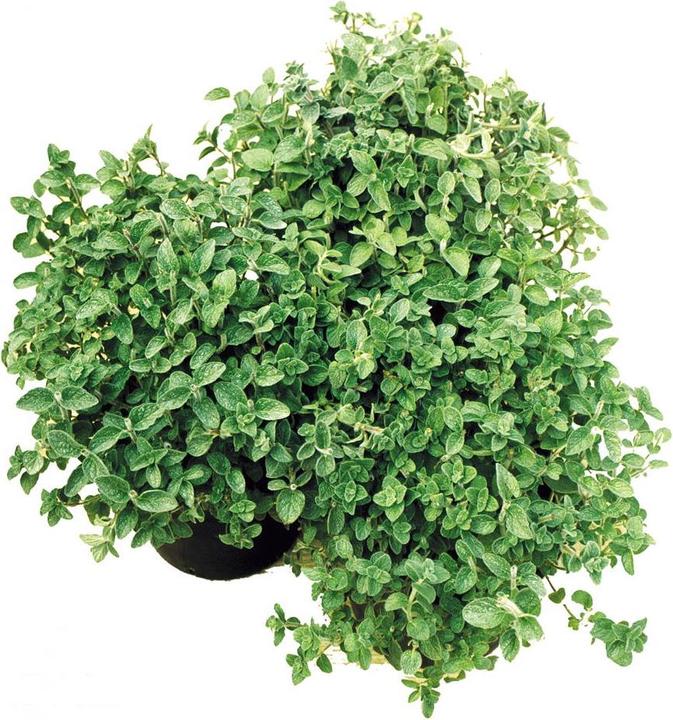 Actual product image Marjoram