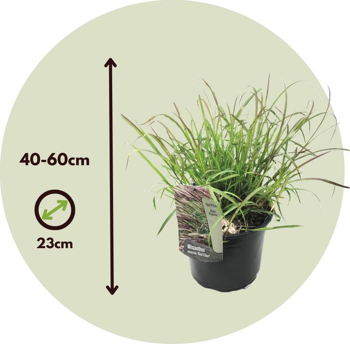 Immagine prodotto Plant in a Box Miscanthus sinensis 'Red Chief' - Erba ornamentale (40 cm)