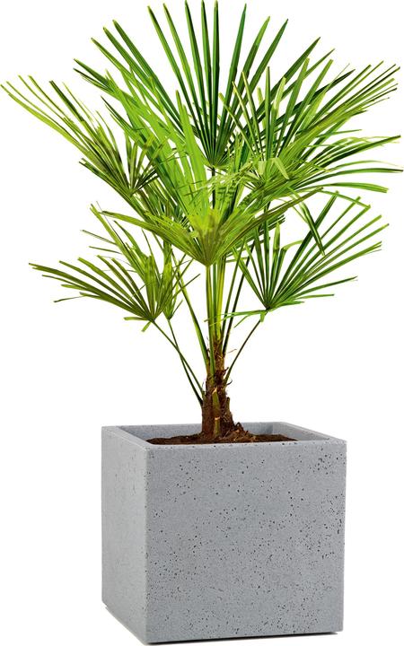 Produktbild Scheurich C-Cube (38 cm)
