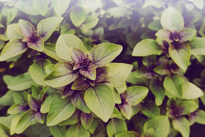 Produktbild Zimmerli Adaptogene Tulsi Kapseln (BIO) 50 Kapseln (1 Stück, Kapseln, 25 g)