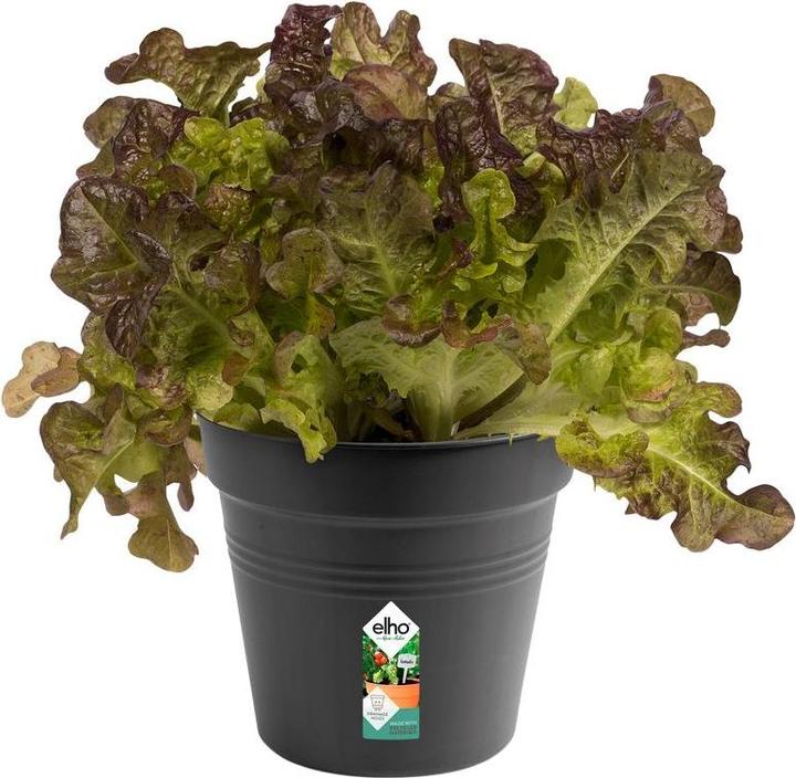 Produktbild Elho Green Basics (15 cm)