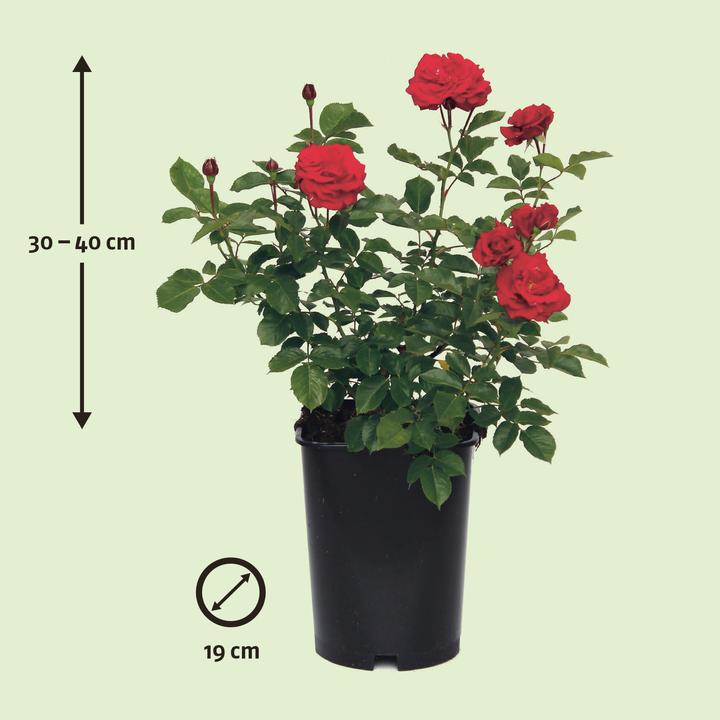 Produktbild Zulauf Floribundarose / Rosa (FL) 'Nina Weibull' (40 cm)