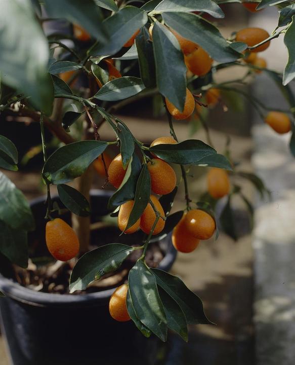 Produktbild Kumquat (65 cm)
