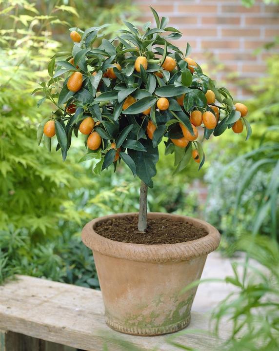 Produktbild Kumquat (65 cm)