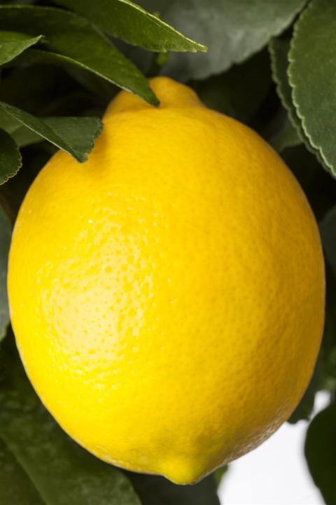 Immagine prodotto Limone (80 cm)