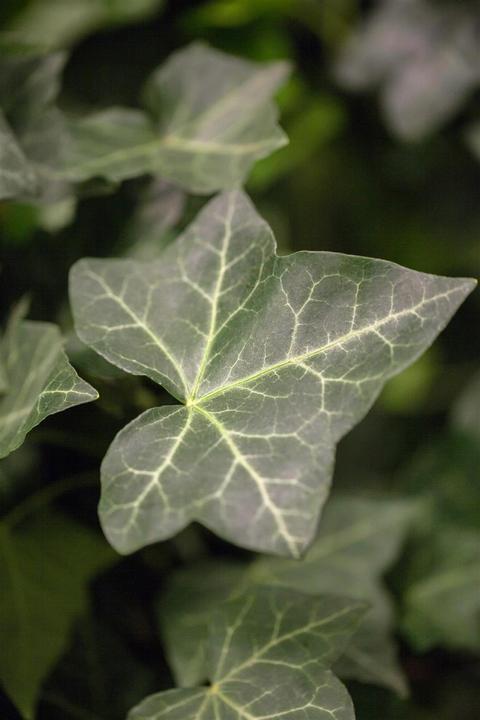 Image du produit Lierre d'Irlande à grandes feuilles (lot de 6)