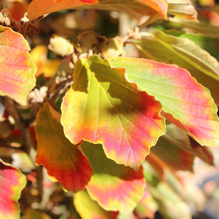 Produktbild Zulauf Zaubernuss / Hamamelis in. 'Arnold Promise' (80 cm)