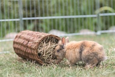 Actual product image Trixie Rodent Tunnel