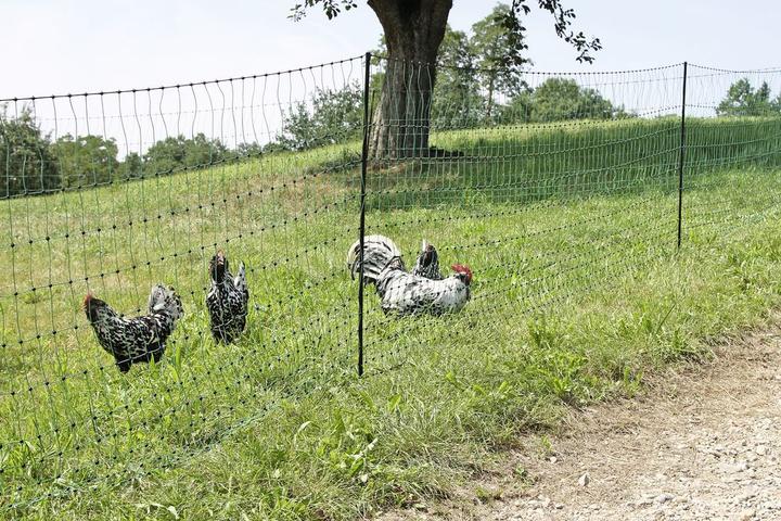 Actual product image Kerbl PoultryNet