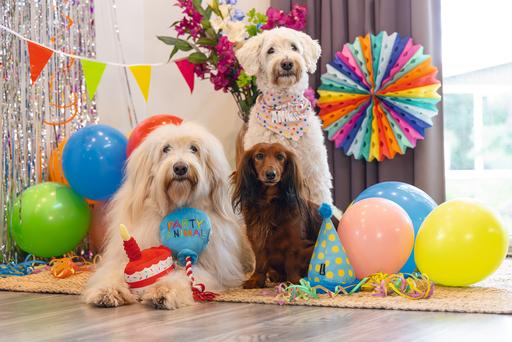 Image du produit Beeztees Bandana chien de fête (Bandana pour chien)