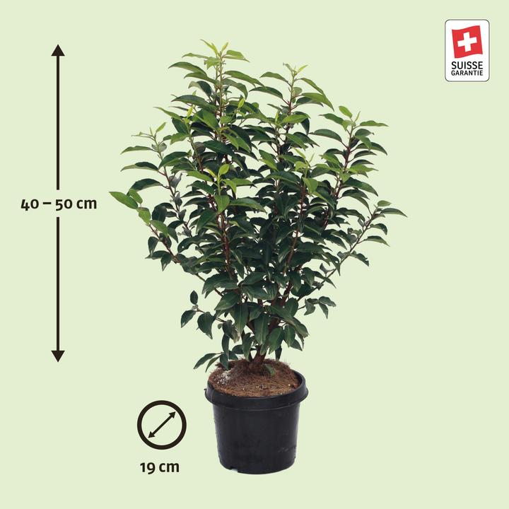 Image du produit Zulauf Portugiesischer Kirschlorbeer / Prunus lusi. 'Angustifolia' (50 cm)