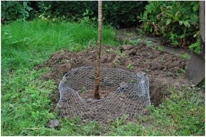 Actual product image Kerbl Vole basket ungalvanised, large, 60 cm