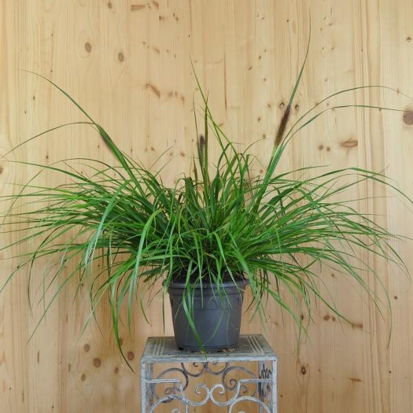 Produktbild Säntispracht Das buschig und breitwachsendes Lampenputzergras - Pennisetum alopecuroides 'Moudry' (100 cm)