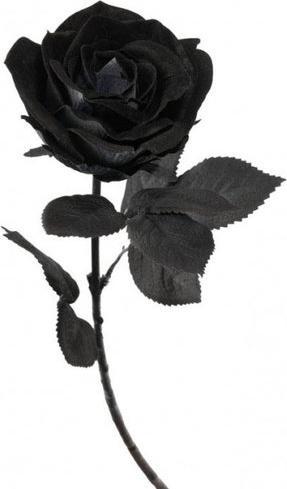 Image du produit Chaks Rose noire