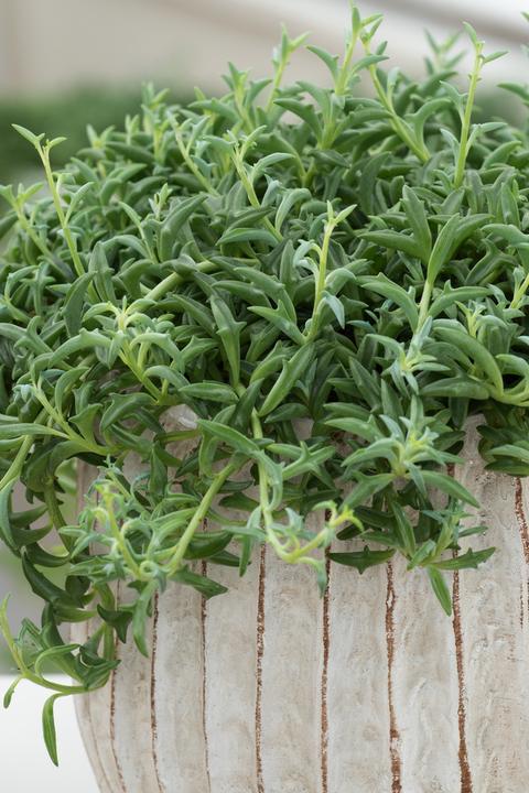 Image du produit Plant in a Box Senecio peregrinus - Lot de 2 plantes dauphin (10 cm)