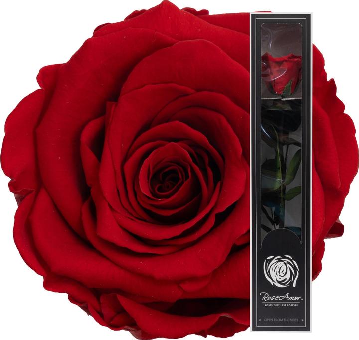 Migros Ostschweiz Rosa a stelo premium (Fiori dell'Infinito)