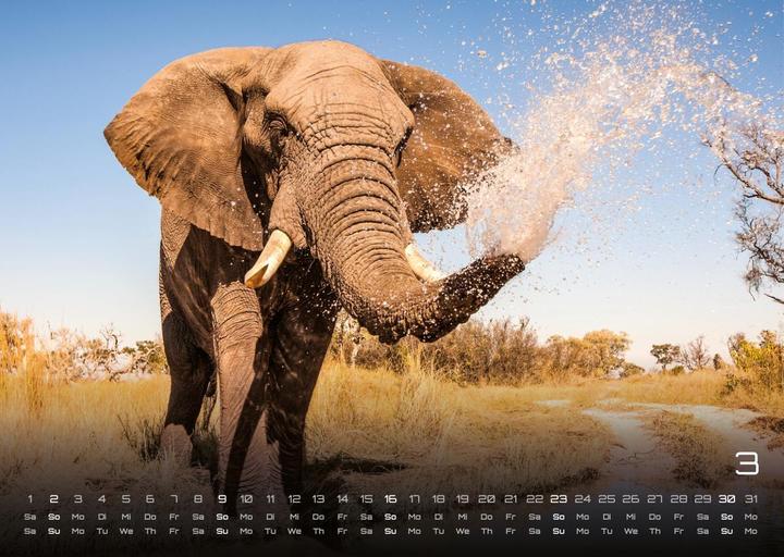 Produktbild Elefanten - einzigartige Giganten - 2025 - Kalender DIN A3 (A3, Harter Einband, Deutsch)