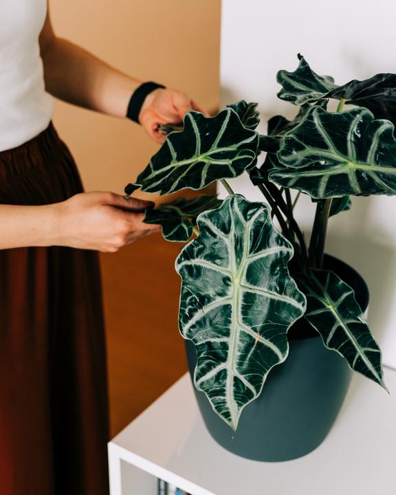 Immagine prodotto Migros Ostschweiz Alocasia Polly (50 cm)