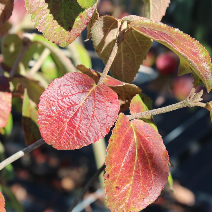 Actual product image Zulauf Koreanischer Duft-Schneeball / Viburnum carlesii 'Aurora' (80 cm)