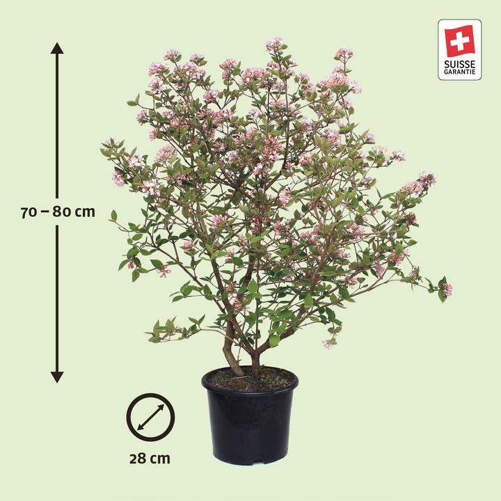 Produktbild Zulauf Grossblumiger Duft-Schneeball / Viburnum carlcephalum (80 cm)