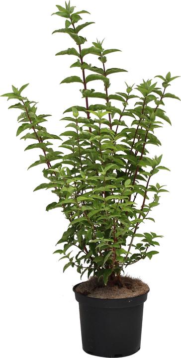 Produktbild Zulauf Deutzie / Deutzia c. 'Pride of Rochester' (70 cm)