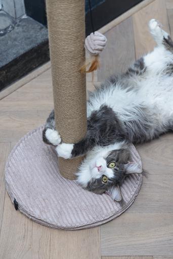 Actual product image Designed by Lotte Scratching post (70 cm, Rose)
