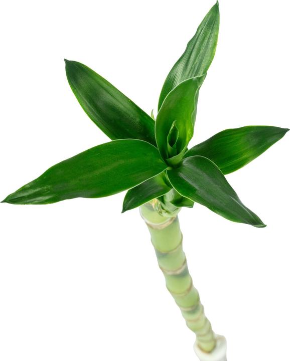 Image du produit Flowerbox Bambou chanceux "Lucky Bamboo" - Dracaena Sanderiana (50 cm)