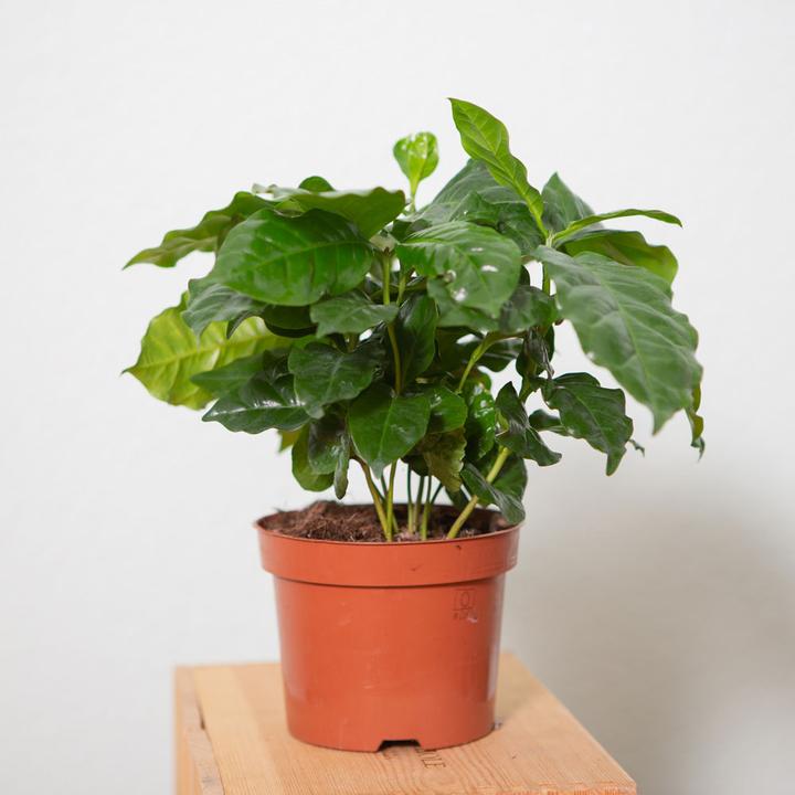 Image du produit VEG and the City Afra (caféier Coffea) (30 cm)