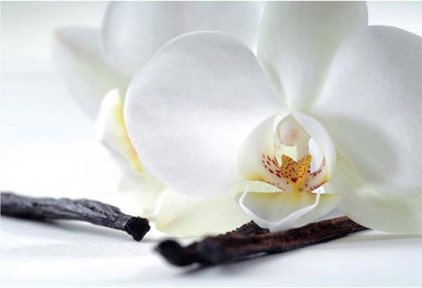 Eibert Visual Orchidée et vanille (30 x 45 cm)