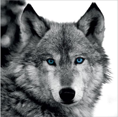 Produktbild Eibert Visual Wolf (65 x 65 cm)
