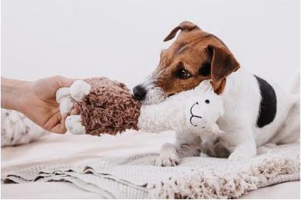 Produktbild Kentucky Dogwear Hundespielzeug Alpaka Alfredo (Plüschspielzeug)