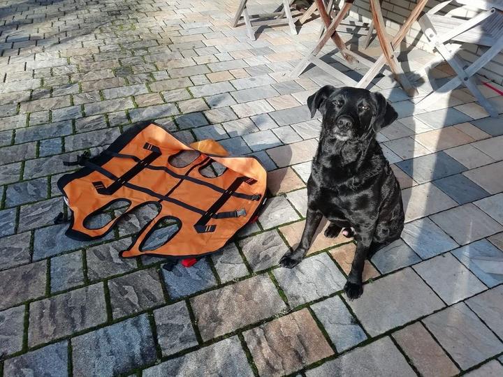 Immagine prodotto Singing Rock Imbracatura per cani da soccorso Laika (Cane, Generale)