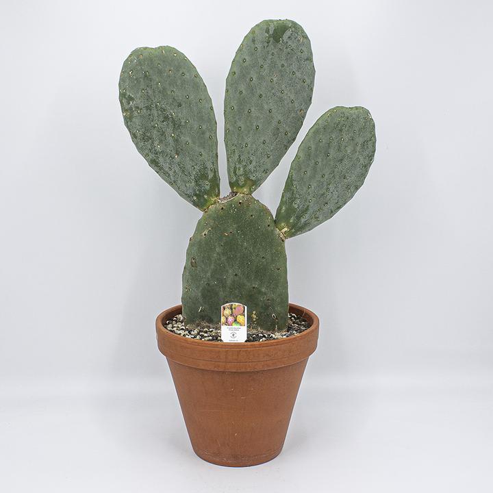 Produktbild Kakteen Gautschi Opuntia essbare Früchte (55 cm)