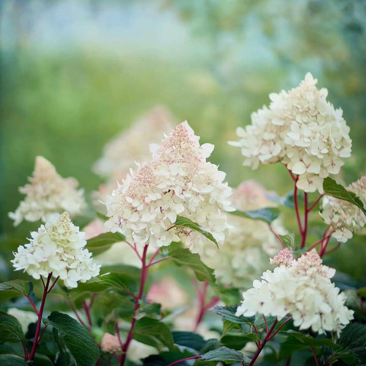 Produktbild Plant in a Box Hydrangea paniculata 'Early Harry' - 2er-Set Hortensie (25 cm)